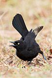 Carib Grackle